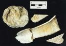 <p>Barnacle base plate on upper left, side and top plates to lower right.</p>
