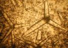 <p>Sponge spicules</p>
