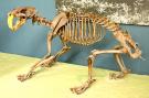 <p><strong>Fig. 7.13.</strong>&nbsp;(<strong>C</strong>) Fossilized skeleton of the extinct saber-toothed cat <em>Smilodon fatalis</em> from the late Cenozoic era.</p>
