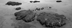 image illustrating building blocks of life