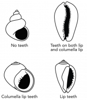 <p><span style="font-size: 13.008px;"><strong>Fig. 3.56.4.</strong> Gastropod aperture margin descriptions</span></p>