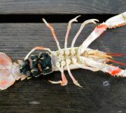 <p><strong>Fig. 3.82.</strong> (<strong>A</strong>) Norway lobster or langoustine (<em>Nephrops norvegicus</em>)</p>