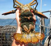 <p><strong>Fig. 3.82.</strong>&nbsp;(<strong>B</strong>) American lobster (<em>Homarus americanus</em>)</p>