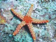 <p><strong>Fig. 3.83.</strong>&nbsp;(<strong>B</strong>) Sea star (class Asteroidea)</p>