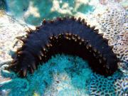 <p><strong>Fig. 3.83.</strong>&nbsp;(<strong>D</strong>) Sea cucumber (class Holothuroidea)</p>
