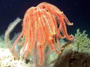 <p><strong>Fig. 3.83.</strong>&nbsp;(<strong>E</strong>) Feather star (class Crinoidea)</p>