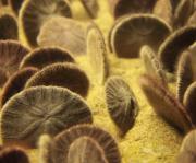 <p><strong>Fig. 3.87.</strong> (<strong>E</strong>) Velvet-textured spines on a sand dollar</p>