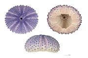<p><strong>Fig. 3.89.</strong> (<strong>A</strong>) Top, bottom, and side view images of a <em>ha‘uke‘uke kaupali</em> or shingle sea urchin (<em>Colobocentrotus atratus</em>) test</p>