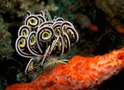 <p><strong>Fig. 3.96.</strong> (<strong>D</strong>) <em>Lamprometra</em> sp. feather star with retracted arms, East Timor</p>