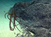 <p><strong>Fig. 3.96. </strong>(<strong>E</strong>) Feather star using its arms to swim</p>
