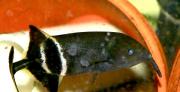 <p><strong>Fig. 4.16.</strong> (<strong>A.2</strong>) An elephant fish</p>