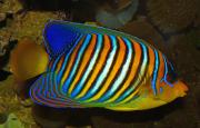 <p><strong>Fig. 4.16.</strong> (<strong>B.1</strong>) An angelfish</p>
