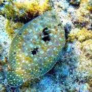 <p><strong>Fig. 4.16.</strong> (<strong>C.1</strong>) A flounder</p>