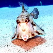 <p><strong>Fig. 4.16.</strong> (<strong>C.2</strong>) A boxfish</p>