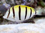 <p><strong>Fig. 4.2.</strong> (<strong>A</strong>) Fish—one individual, such as a convict tang (<em>Acanthurus </em><em>triostegus</em>) by itself</p>