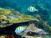 <p><strong>Fig. 4.2.</strong>&nbsp;(<strong>B</strong>) Fish—two individual convict tang fish</p>