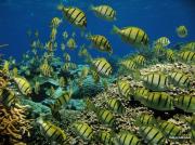 <p><strong>Fig. 4.2.</strong>&nbsp;(<strong>C</strong>) Fish—many individuals such as an entire school of convict tang fish</p>