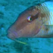 <p><strong>Fig 4.30.(A)&nbsp;</strong>Goatfish with chemosensory barbels that can taste and smell</p>