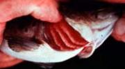 <p><strong>Fig. 4.37. (A)</strong> A bony fish with the operculum held open to show the gills</p>