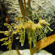 <p><strong>Fig. 4.45. (A)</strong> A leafy seadragon hiding in kelp</p>