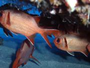 <p><strong>Fig. 4.46. (A) </strong>Soldierfish</p>