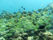 <p><strong>(C)</strong> school of convict tang and whitebar surgeonfish</p>