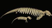 <p><strong>Fig. 6.11.</strong>&nbsp;(<strong>B</strong>) Adult and juvenile manatee skeletons</p>