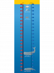 <p><strong>Fig. 6.21.</strong> Examples of deep diving marine mammals</p>