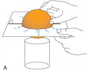 <p><strong>Fig. 1.21.</strong> (<strong>A</strong>) Place the orange in the template.</p>