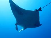 <p><strong>&nbsp;Fig. 4.13.</strong> (<strong>E</strong>) a manta ray</p>