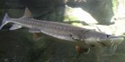 <p><strong>Fig. 4.15.&nbsp;</strong>(<strong>B</strong>)&nbsp;A primitive ray-finned sturgeon</p>