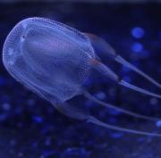 <p><strong>Fig. 2.7. </strong>(<strong>B</strong>) Hawaiian box jellies have life cycles that coincide with lunar and tidal patterns.</p>