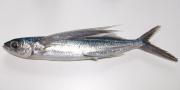 <p>Flyingfish (<em>Cheilopogon pinnatibarbatus japonicus</em>)</p>