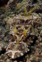<p><strong>SF Fig. 1.1.1.</strong> Ichthyology is the scientific study of fishes. Crocodilefish (<em>Cymbacephalus beauforti</em>)</p>