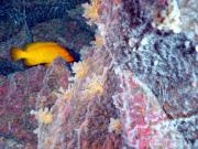 <p><strong>SF Fig. 2.3.</strong>&nbsp;(<strong>B</strong>) A fuzzy, white, chemo-autotrophic bacteria covers coral and rocks near a hydrothermal vent.</p>