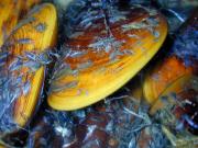 <p><strong>SF Fig. 2.4.&nbsp;</strong>(<strong>B</strong>) Mussels like <em>Bathymodiolus childressi</em> dominate cold seep communities in the Gulf of Mexico.</p>