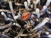 <p><strong>SF Fig. 2.4.</strong>&nbsp;(<strong>C</strong>) Tube worms and mussels are often found together at cold seeps.</p>