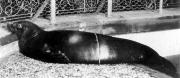 <p><strong>SF Fig. 6.1.</strong>&nbsp; (<strong>A</strong>) Caribbean monk seal (<em>Neomonachus tropicalis</em>)</p>