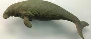 <p><strong>SF Fig. 6.1.</strong>&nbsp;(<strong>C</strong>) Model of Steller’s sea cow (<em>Hydrodamalis gigas</em>), an extinct sirenian</p>