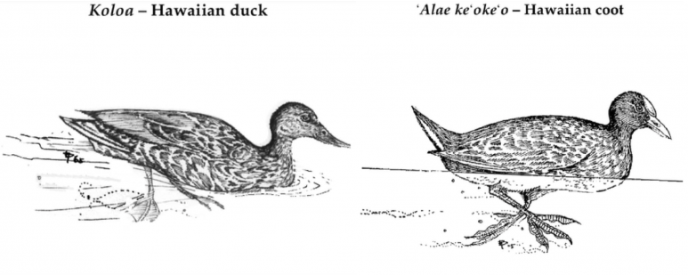 <p>Fig. 2. Students explore structures of different wetland birds by building their own model.</p>
