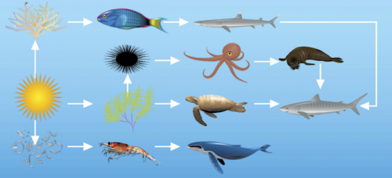<p>Fig 4. A combination of different food chains make up a food web of a given ecosystem.</p>