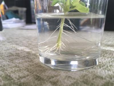 <p>Fig. 6A. It's important to observe different aspects of plant growth in your experiment.This plant was grown with extra CO<sub>2</sub>.</p>