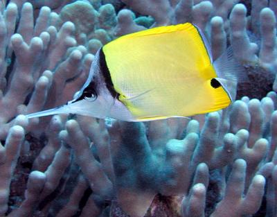 <p>Fig. 3. The long nose of this butterfly fish allows it to crab food in small crevices.</p>