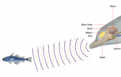 <p>Fig. 2. A dolphin sends out a sound and interprets the echo to know if the object is a prey item.</p>
