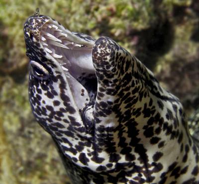 <p>Fig. 5. Eels have rows of teeth to help them grab and hang on to speedy fish that swim by.</p>