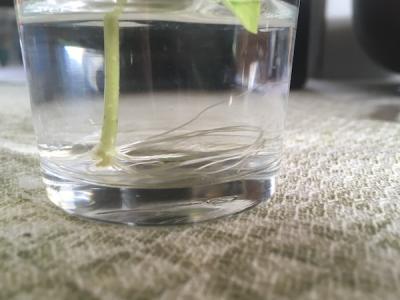 <p>Fig. 6B. How do the root structures differ between treatments? This is a plant grown without any additional CO<sub>2</sub>.</p>