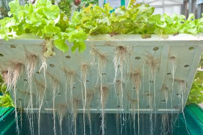 <p>Fig. 1. The roots of hydroponic plants grow in water.</p>