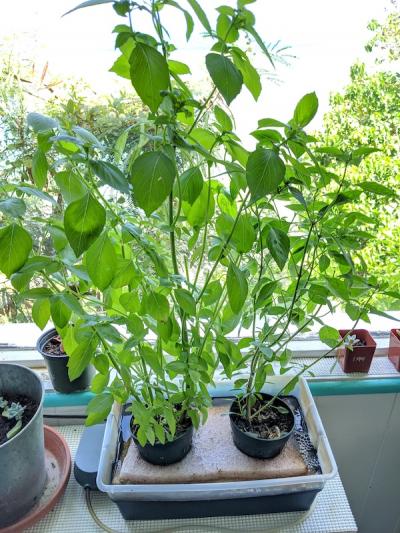 <p>Fig. 7. Your plants will blossom in no time!</p>