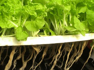 <p>Fig. 8. Other plants, such as lettuce shown here, can also grow well in hydroponic systems.</p>