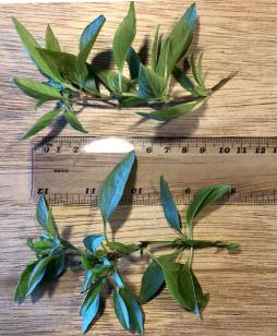 <p>Fig. 3. Measure the basil from base to tip of the stem, ignoring leaves.</p>